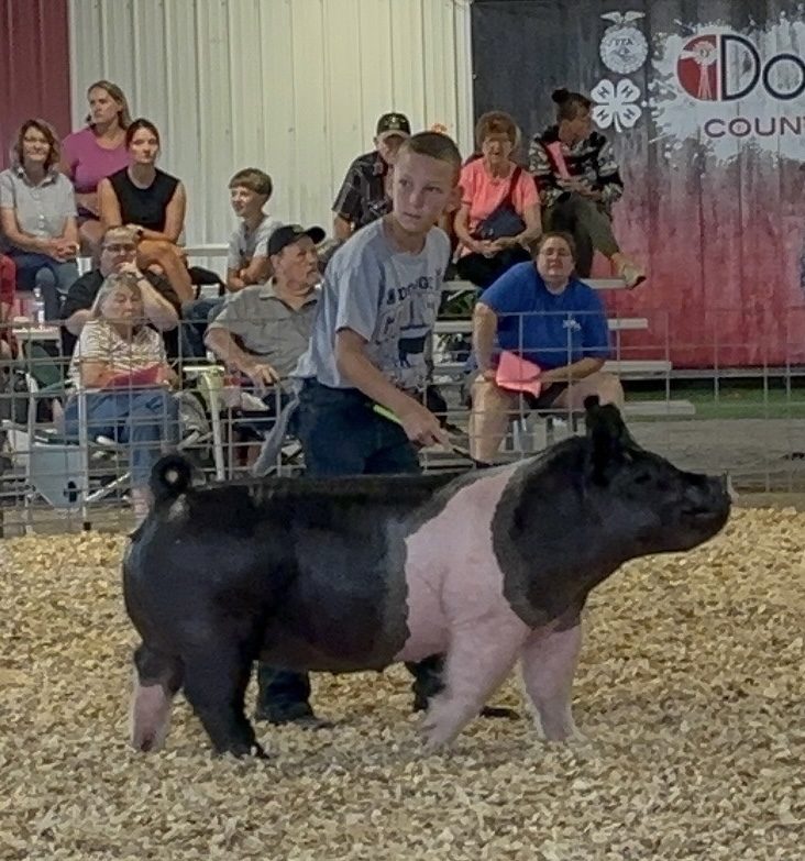 Peyton and his champion barrow in the show ring
