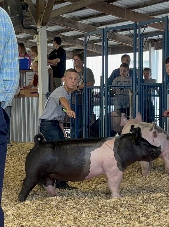 Peyton showing his hog in front of the judges