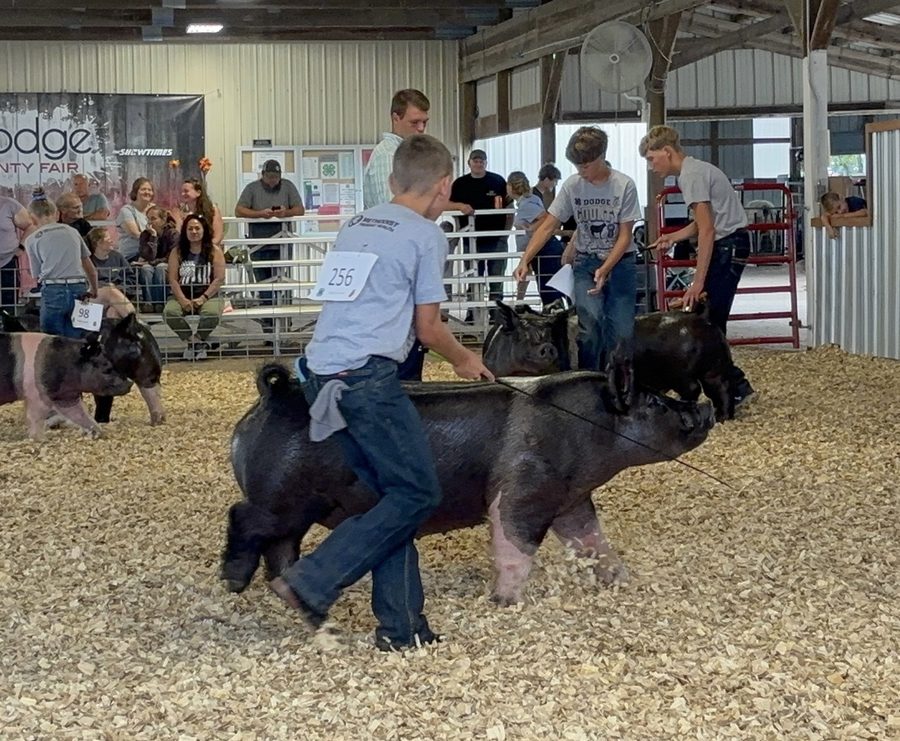 Peyton driving his hog at the county fair show ring